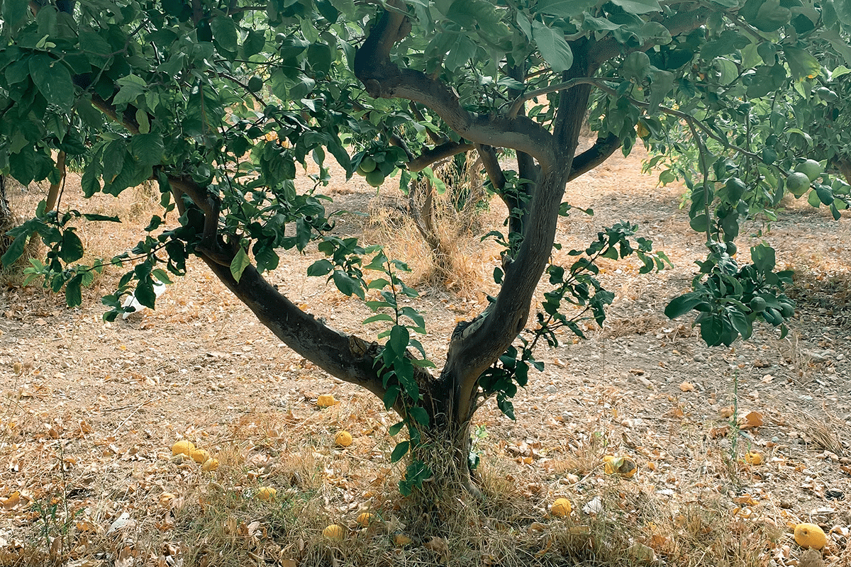 Lemon tree in Mallorca
